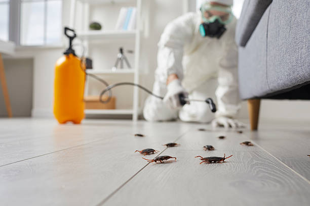 Commercial Kitchen Cockroach Control in Elbow Lake